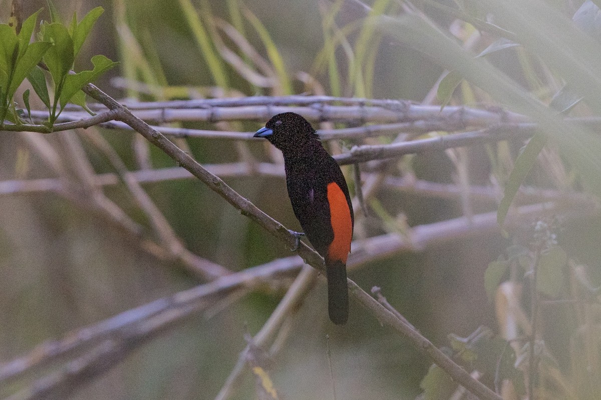 Scarlet-rumped Tanager (Cherrie's) - ML161215591