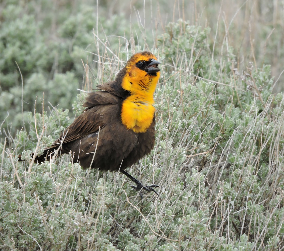 Yellow-headed Blackbird - ML161217981