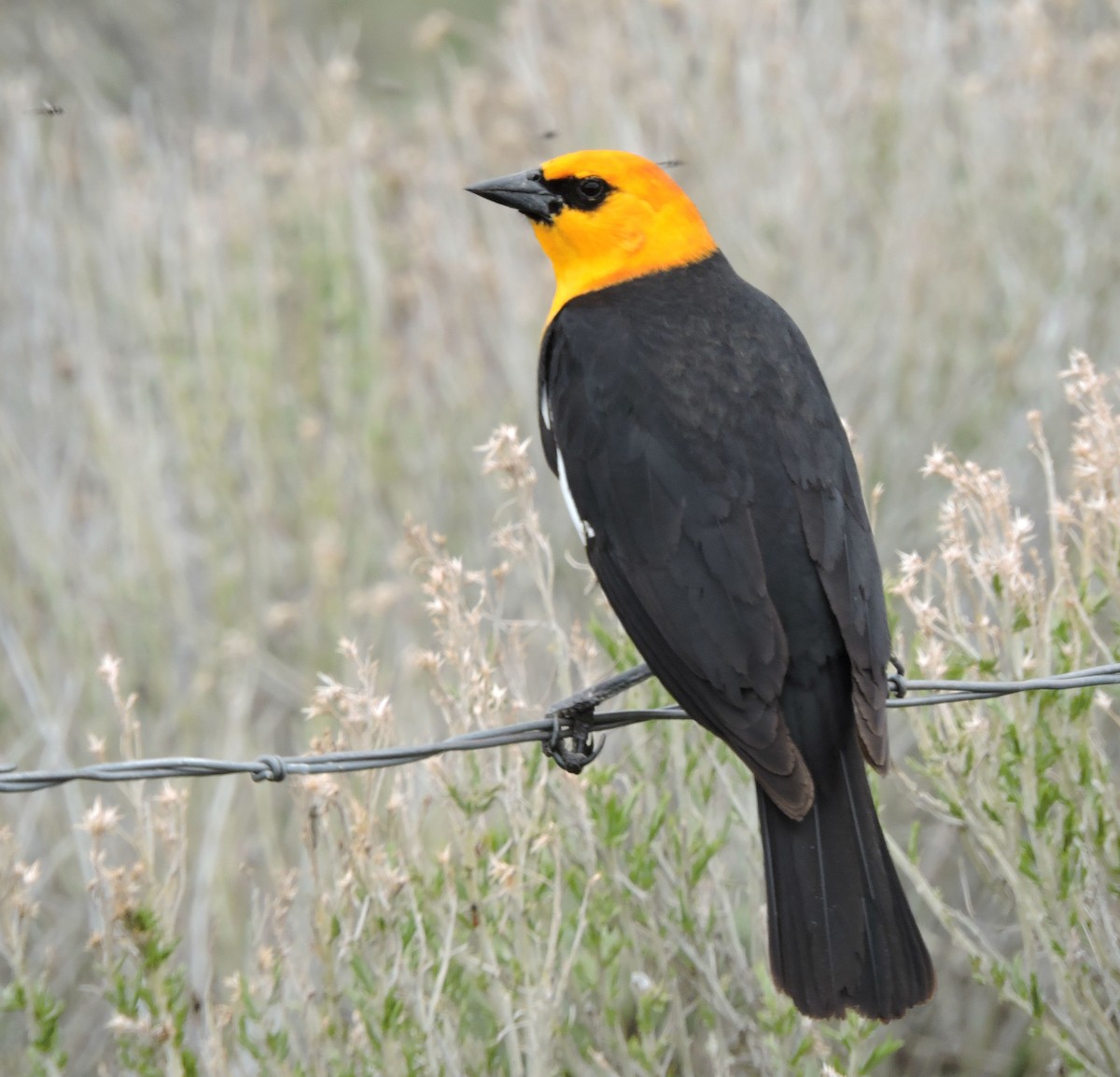 Yellow-headed Blackbird - ML161218001