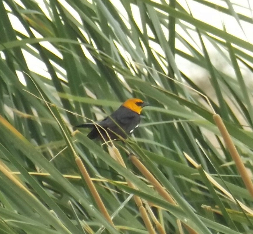 Yellow-headed Blackbird - ML161218401