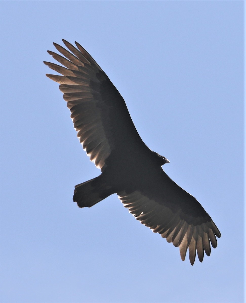Turkey Vulture - Jim Stasz