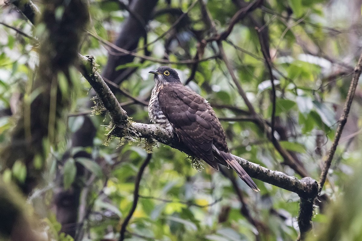 Large Hawk-Cuckoo - Stefan Hirsch