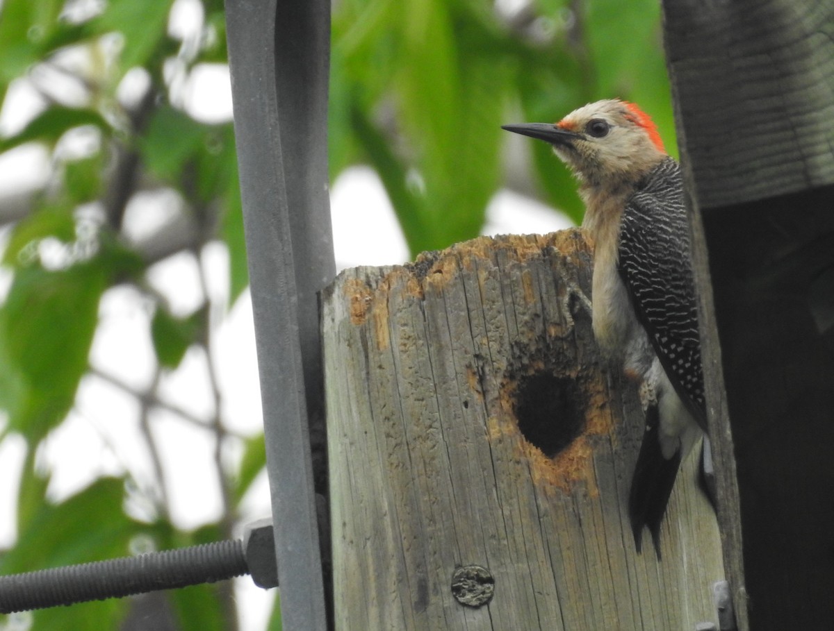 Golden-fronted Woodpecker - Rudy Botzoc @ChileroBirding