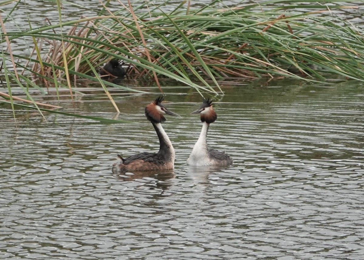 Great Crested Grebe - ML161226171