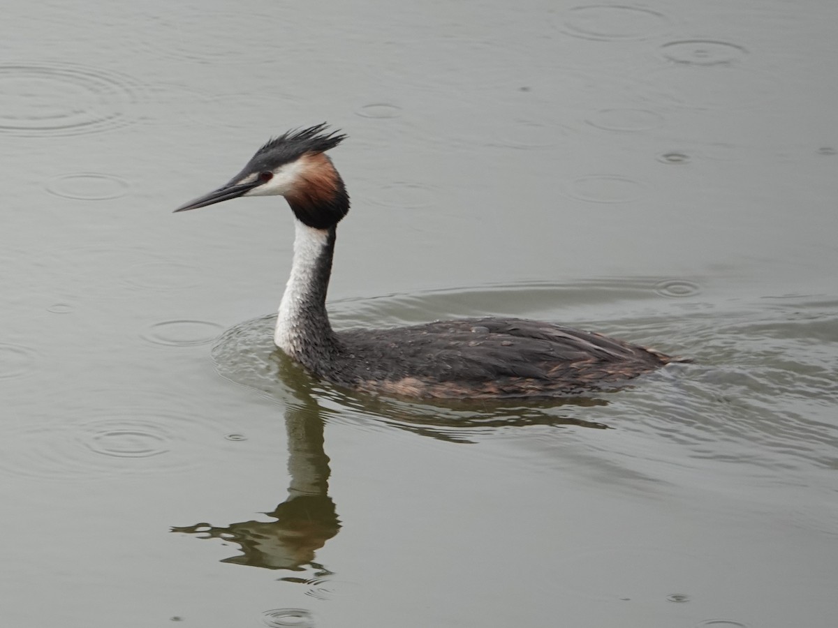 Great Crested Grebe - ML161226311