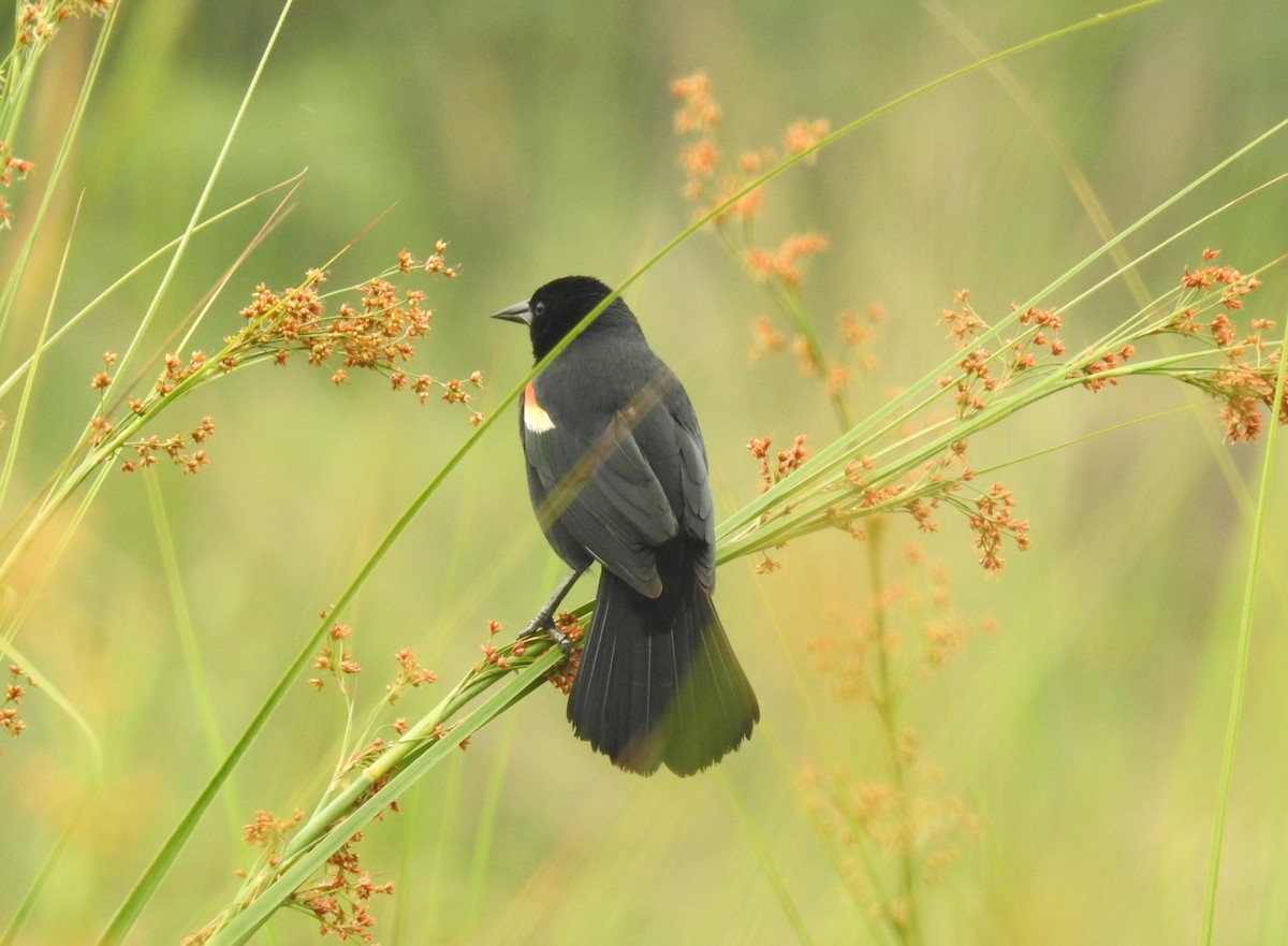 Red-winged Blackbird - Rudy Botzoc @ChileroBirding