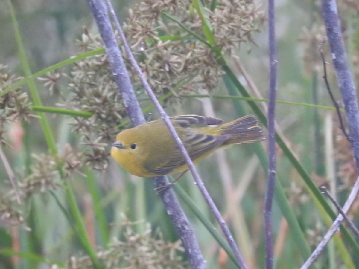 Yellow Warbler - Rudy Botzoc @ChileroBirding