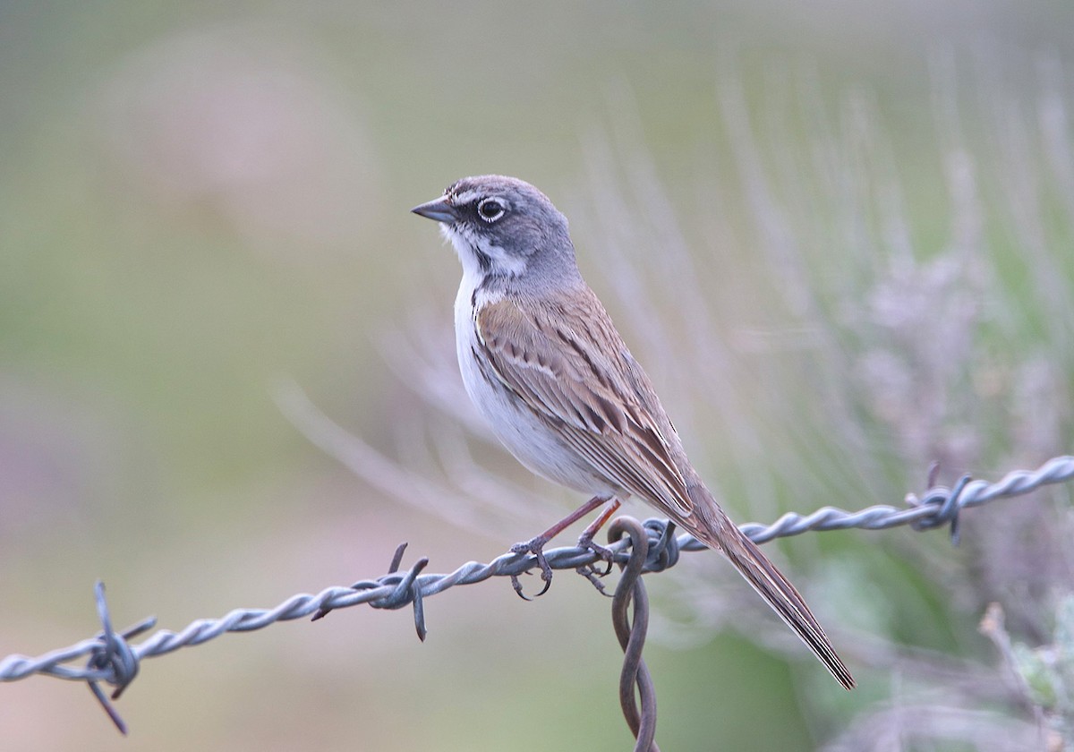 Sagebrush Sparrow - ML161226641