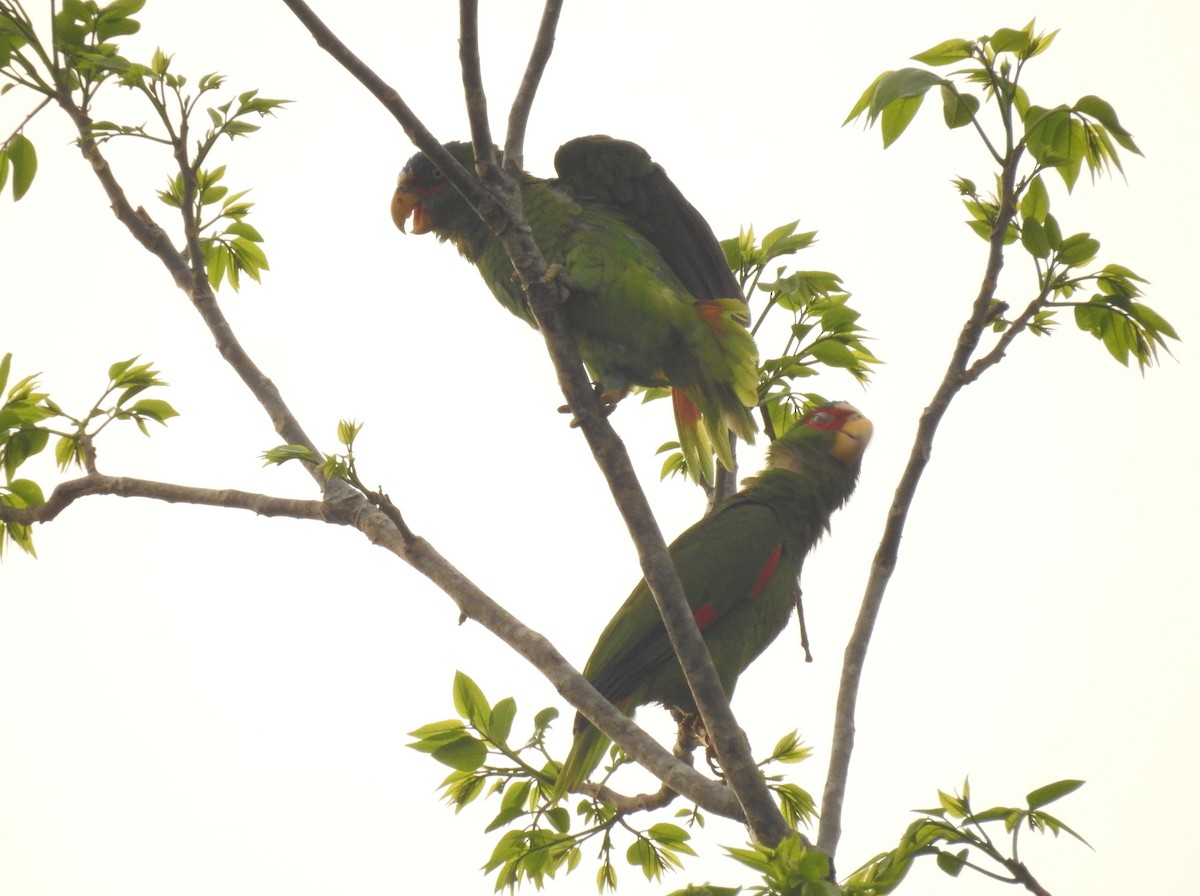 White-fronted Parrot - Rudy Botzoc @ChileroBirding