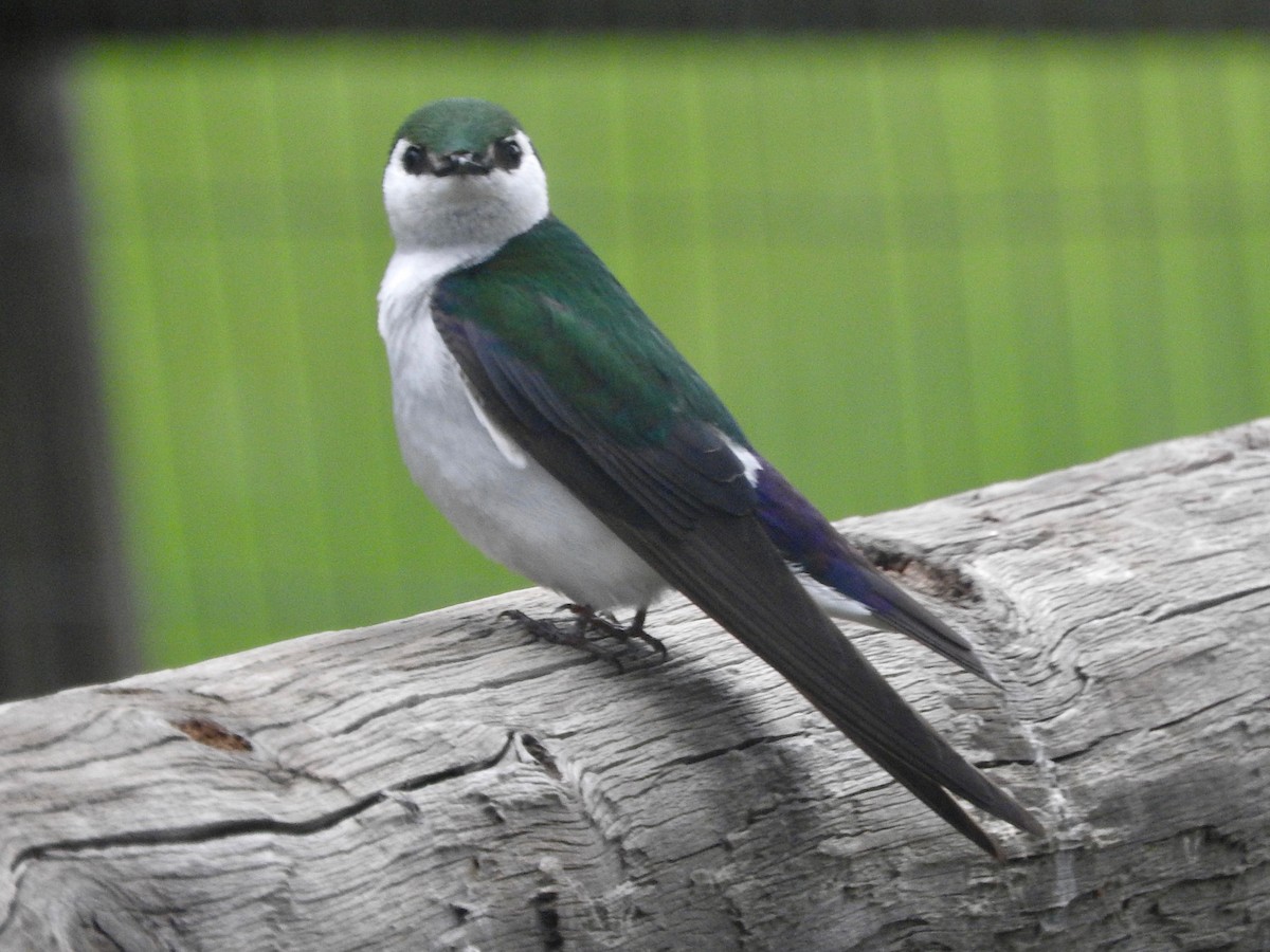 Violet-green Swallow - ML161227771