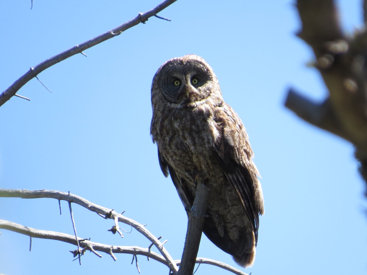 Great Gray Owl - Sierra Downes