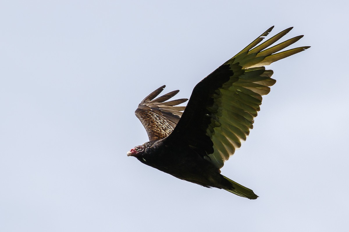 Turkey Vulture - ML161238101