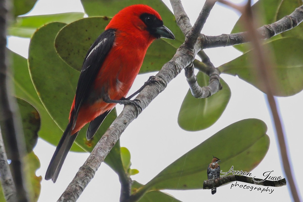 White-winged Tanager - ML161241811