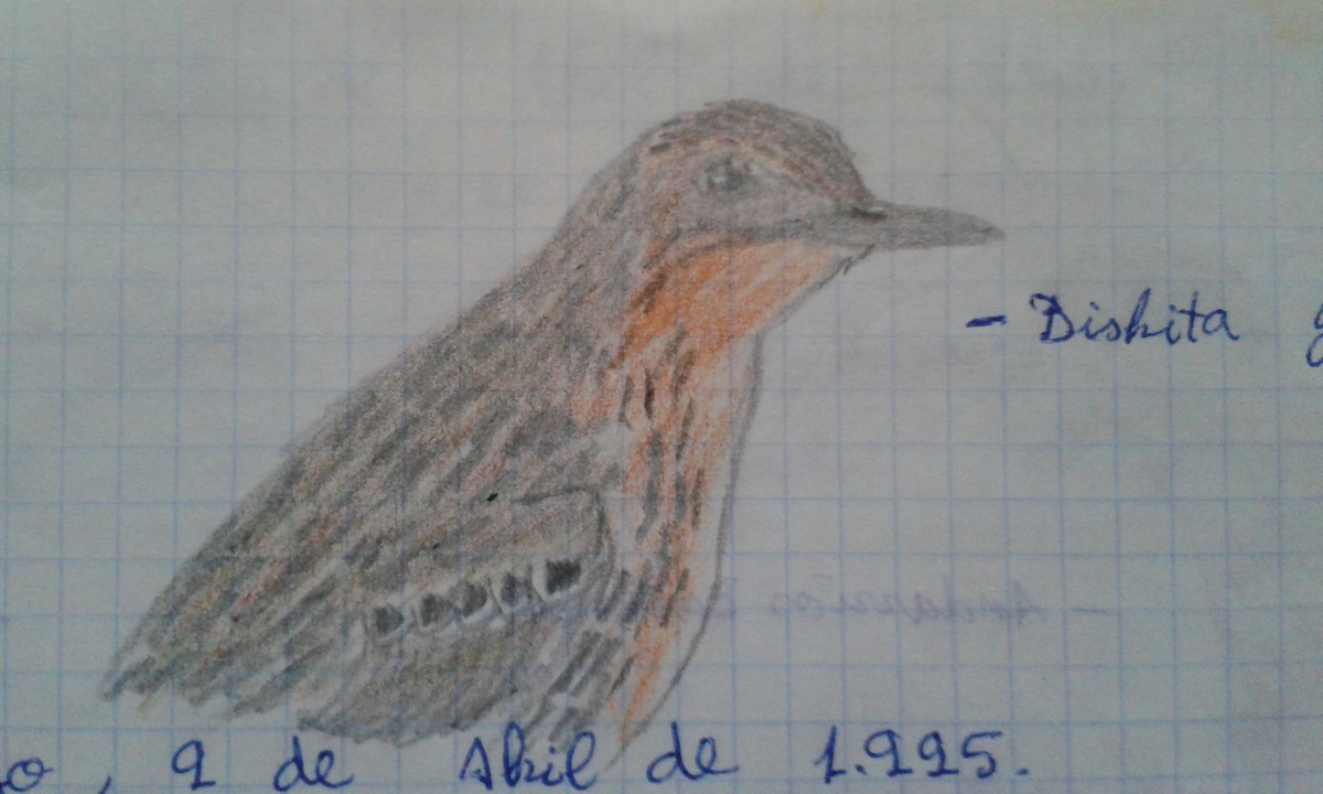 Red-throated Pipit - ML161242271