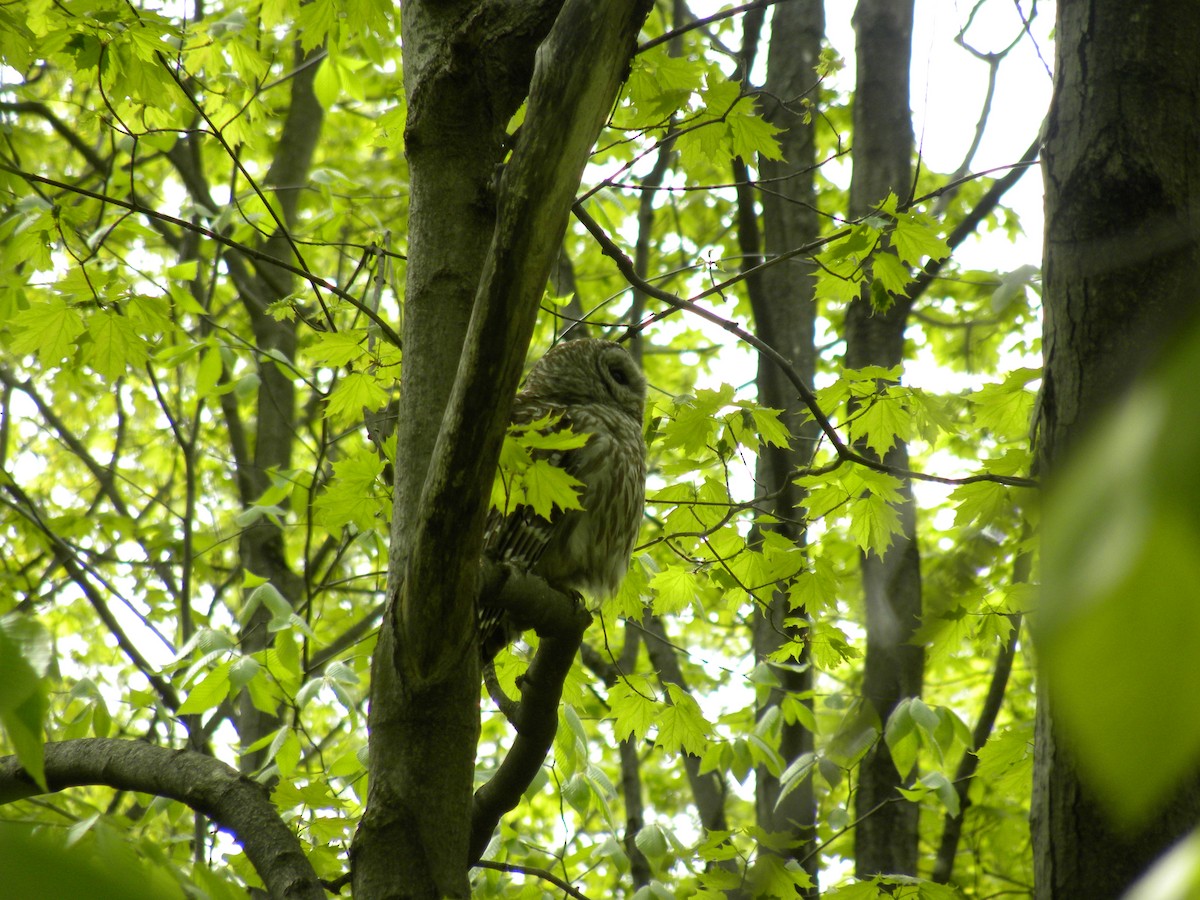 Barred Owl - ML161242821