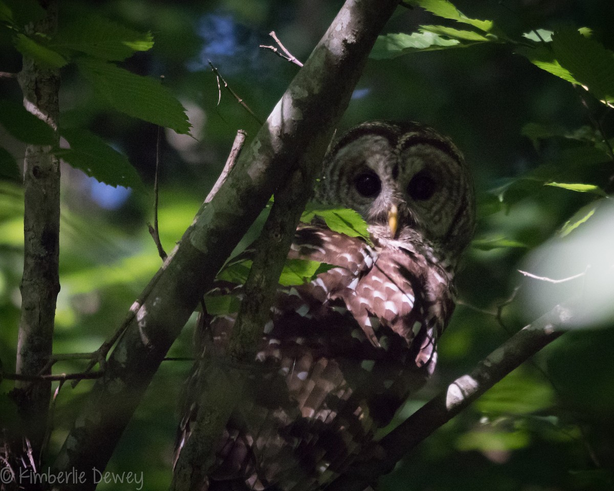 Barred Owl - Kimberlie Dewey