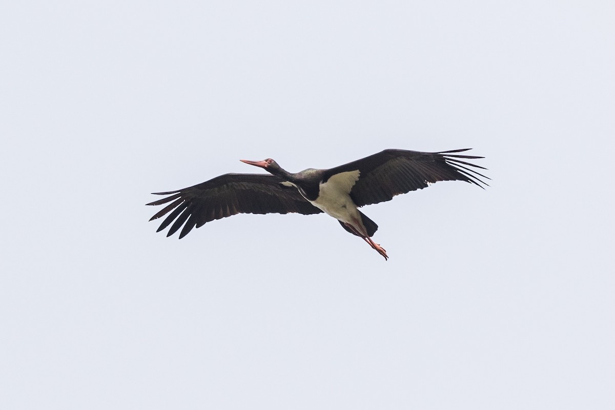 Black Stork - ML161243741