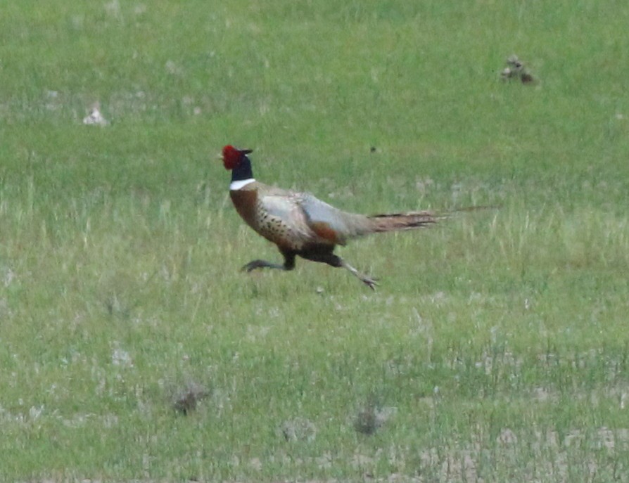 Ring-necked Pheasant - ML161245131