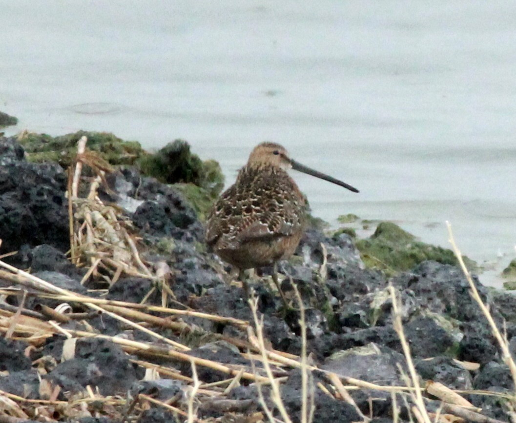 Long-billed Dowitcher - ML161245501