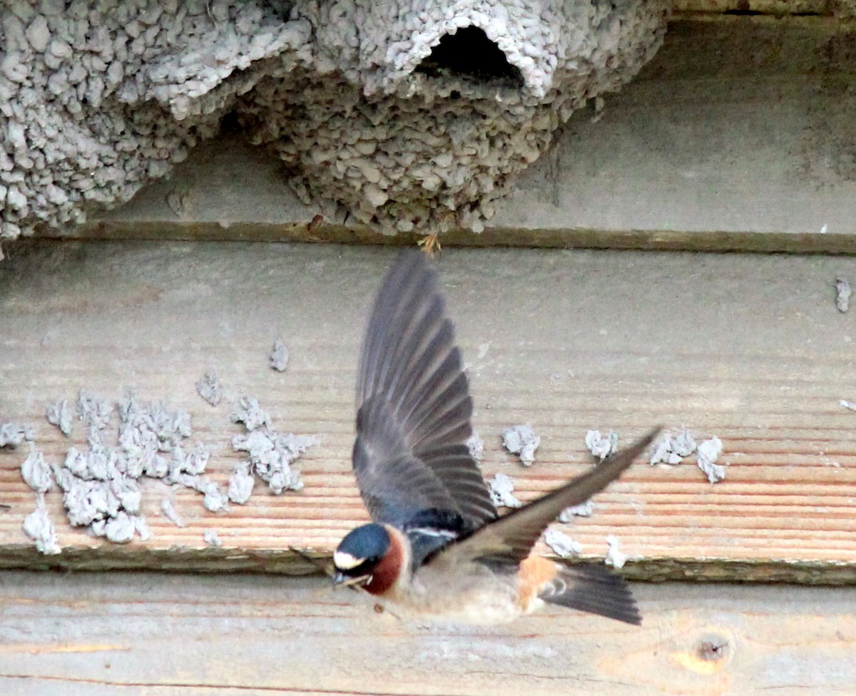 Cliff Swallow (pyrrhonota Group) - Laura Stanfill