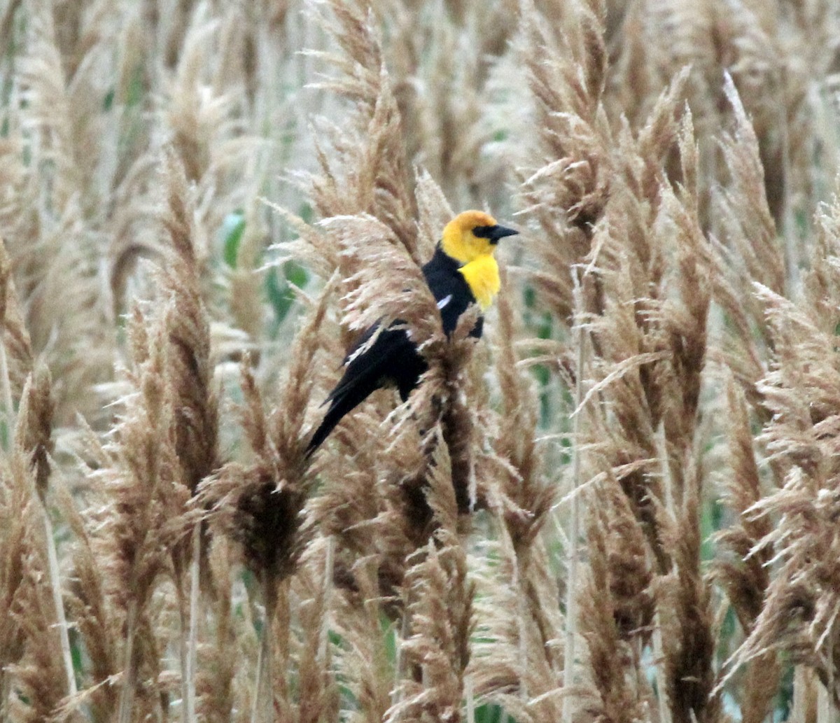 Yellow-headed Blackbird - ML161246131
