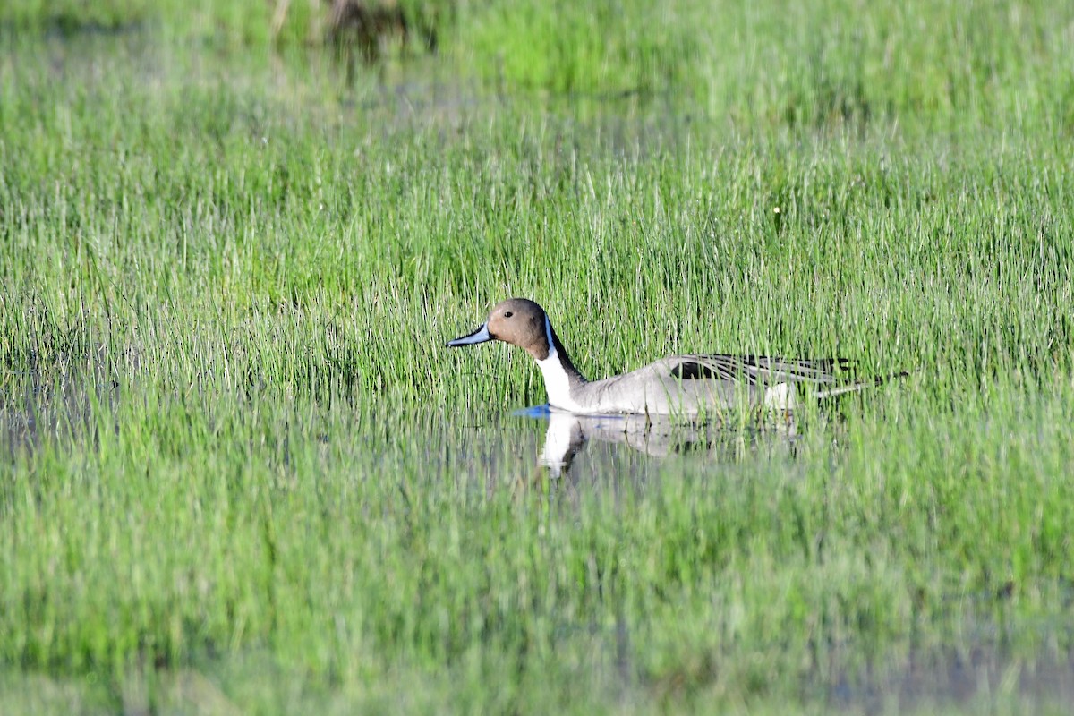 Northern Pintail - Ron Riley