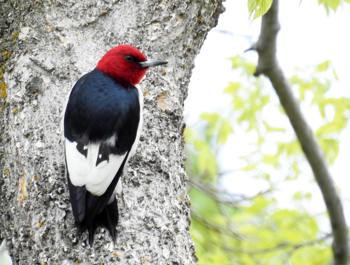 Red-headed Woodpecker - hv hughes