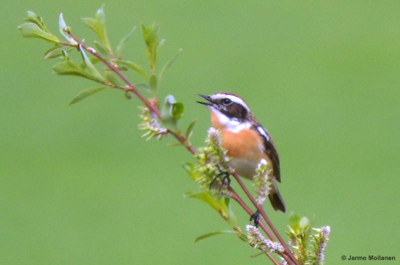 Whinchat - ML161259381