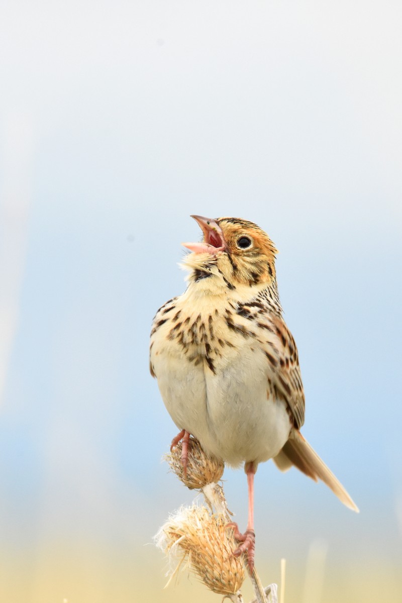 Baird's Sparrow - ML161264721