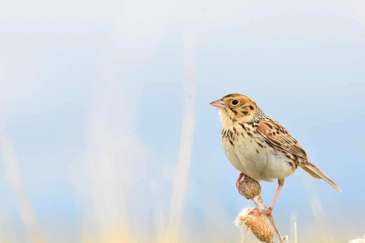 Baird's Sparrow - Andy Bankert
