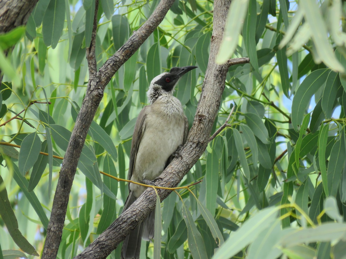 Silver-crowned Friarbird - ML161264891