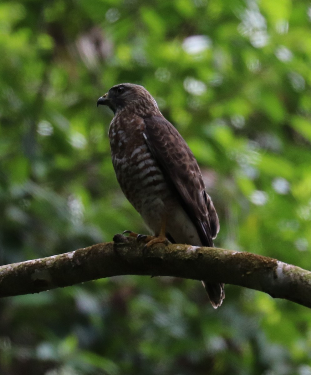 Broad-winged Hawk - Don Coons