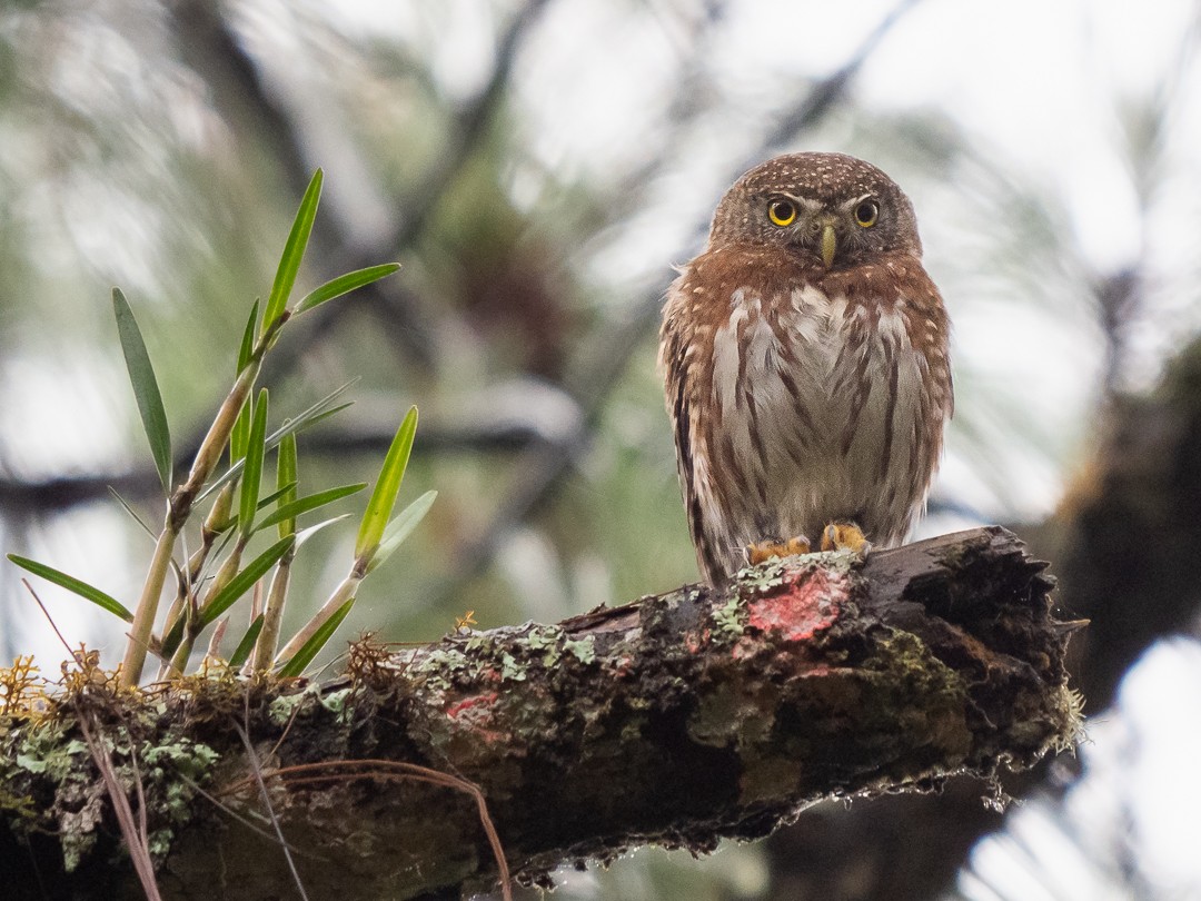 Northern Pygmy-Owl (Guatemalan) - Chris Fischer