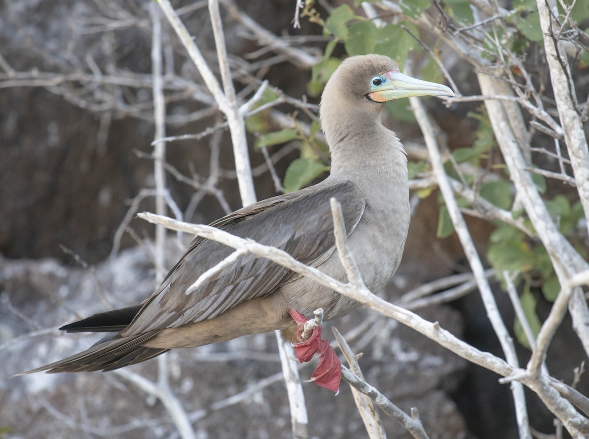 Red-footed Booby - ML161284961