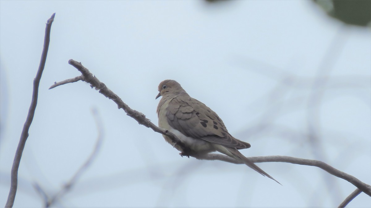 Mourning Dove - Darlene Cancelliere