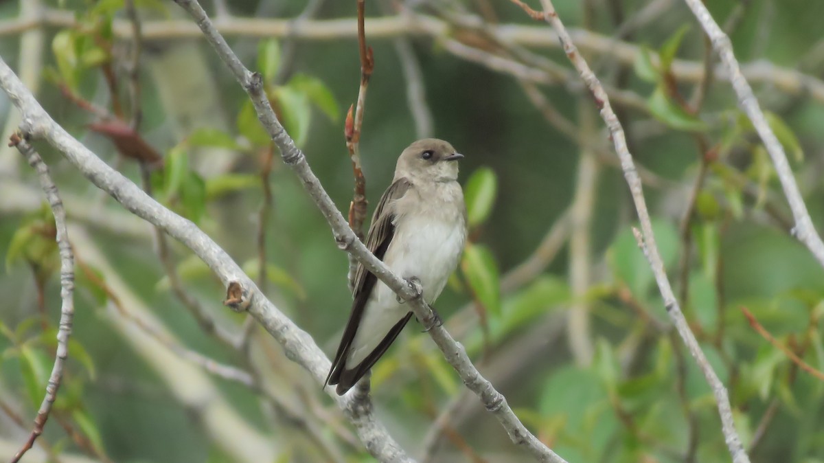 Northern Rough-winged Swallow - Darlene Cancelliere