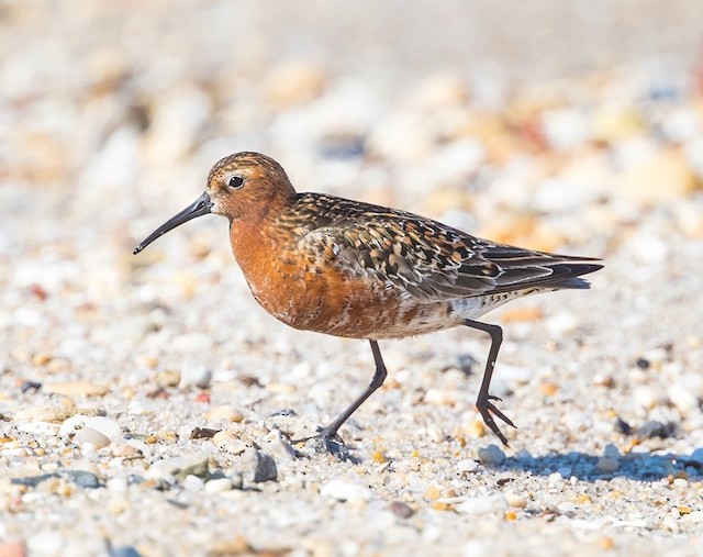 Alternate lateral view. - Curlew Sandpiper - 