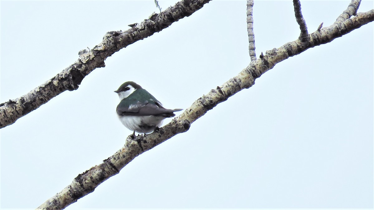 Violet-green Swallow - ML161288061