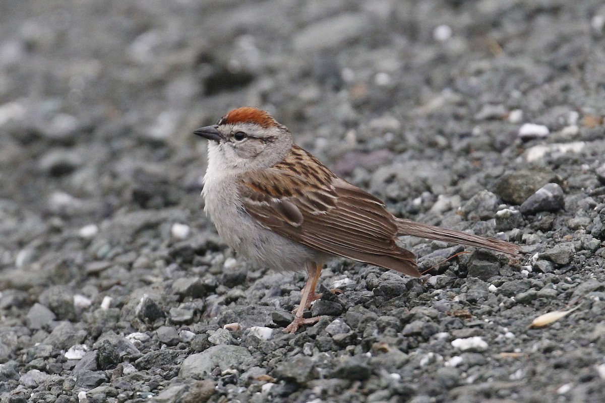 Chipping Sparrow - ML161291201