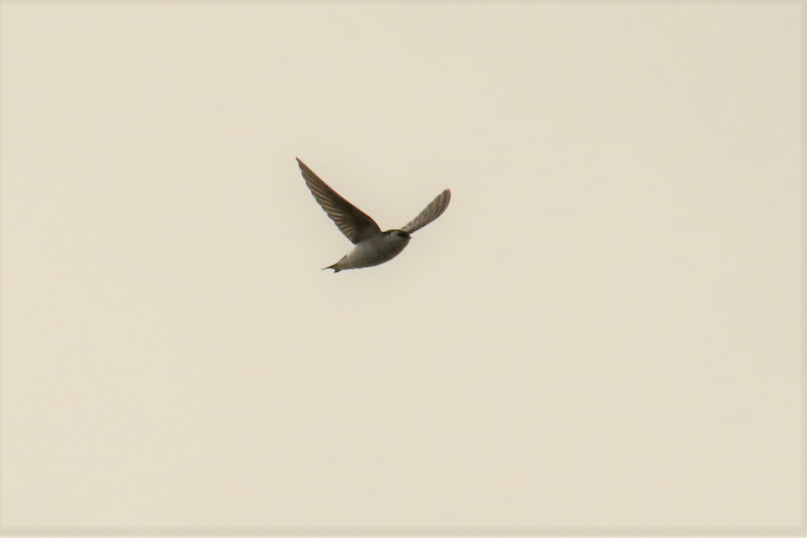 Violet-green Swallow - ML161292851