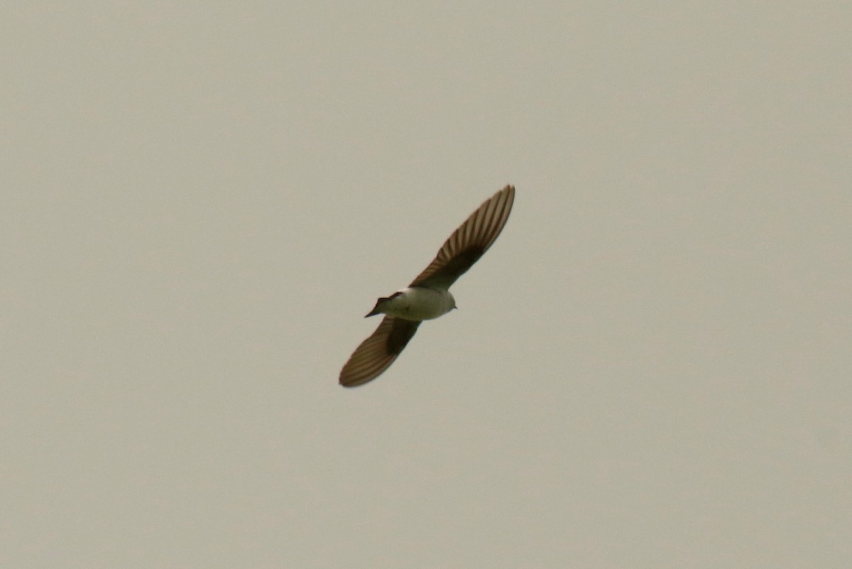 Violet-green Swallow - ML161292921