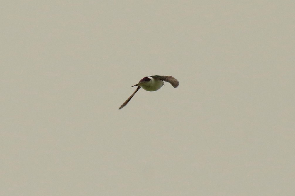 Violet-green Swallow - ML161292991