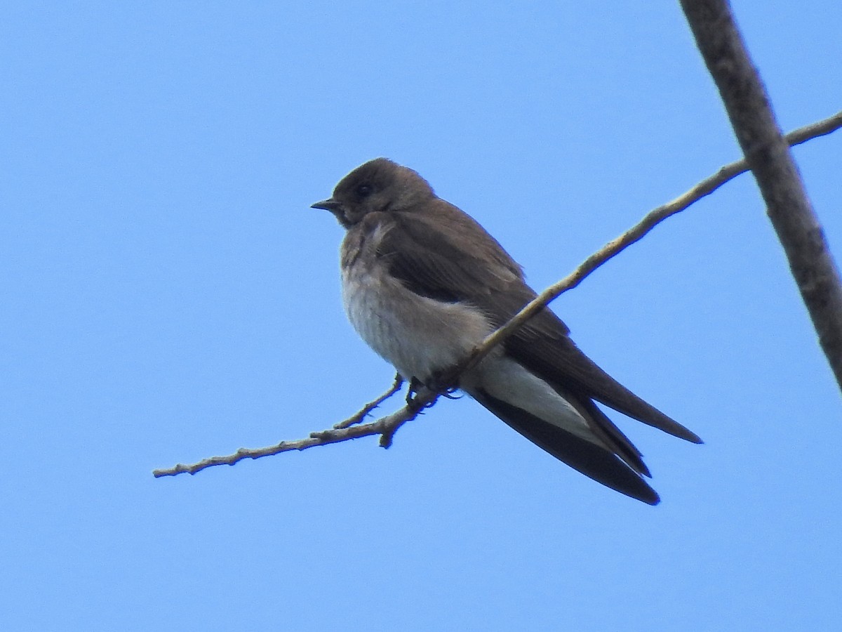 Northern Rough-winged Swallow - ML161293631