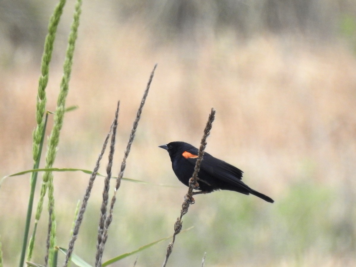 Red-winged Blackbird - Doug Lithgow