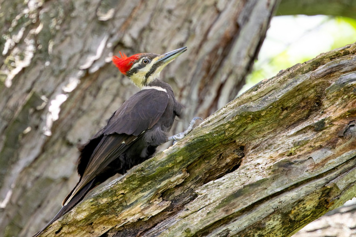 Pileated Woodpecker - ML161295921