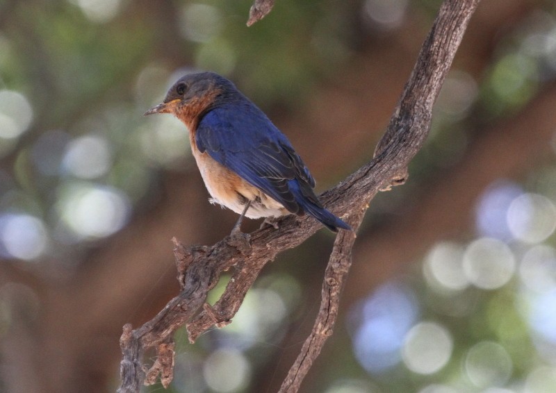 Eastern Bluebird (Mexican) - ML161298551