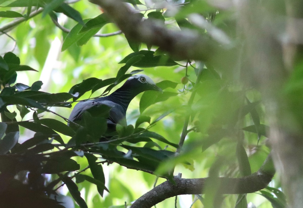 White-crowned Pigeon - ML161299091