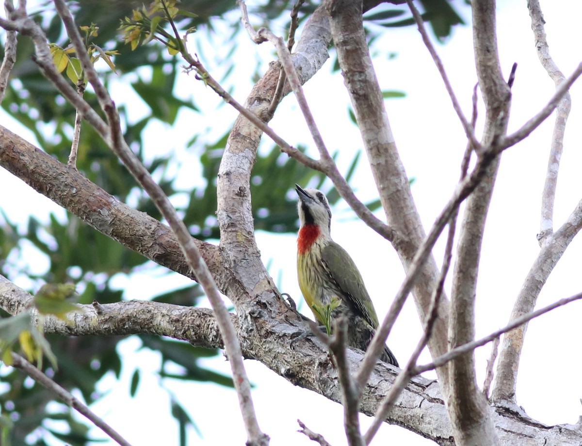 Cuban Green Woodpecker - ML161299661