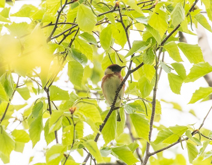 Bay-breasted Warbler - ML161300041