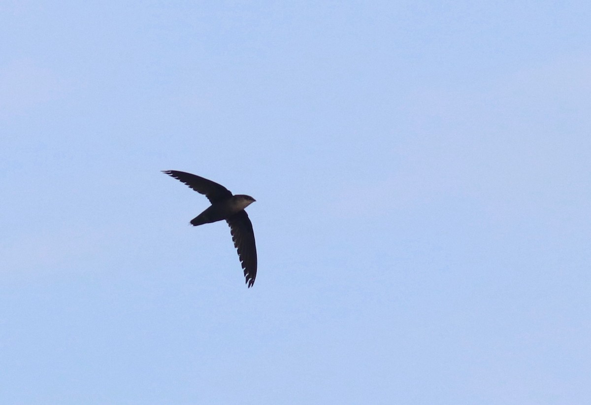 Chimney Swift - Andre Moncrieff